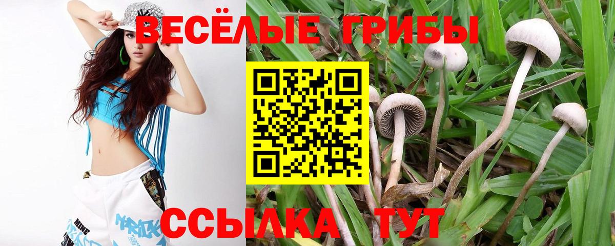 Псилоцибиновые грибы Psilocybine cubensis Гай