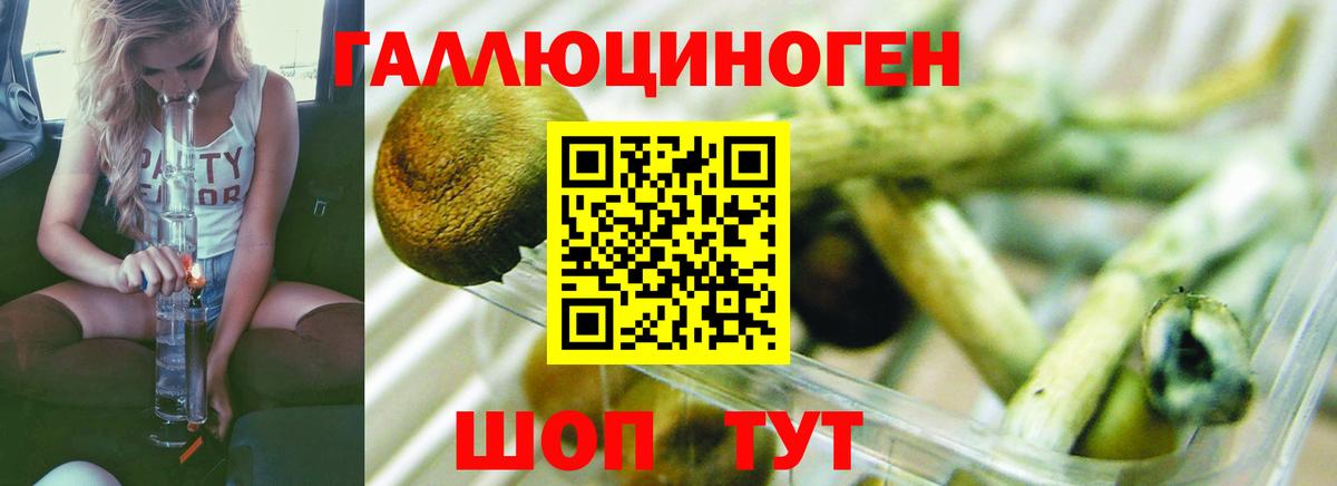 Псилоцибиновые грибы GOLDEN TEACHER  Галлюциногенные грибы Psilocybine cubensis  Гай  Вход с VPN 